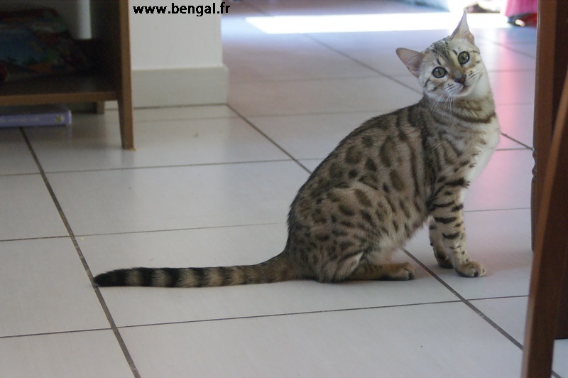 CHAT BENGAL SAONE ET LOIRE
